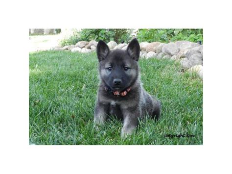 Beautiful AKC registered Norwegian Elkhound puppies Colorado Springs ...