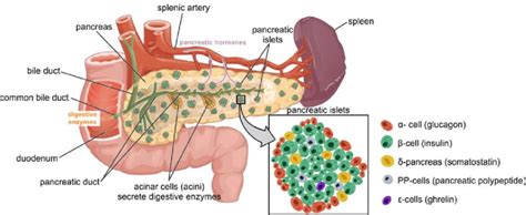 4: Overview of pancreas localization and anatomy. The pancreas is ...