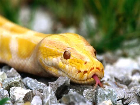 Yellow Anaconda Wallpapers HD Download