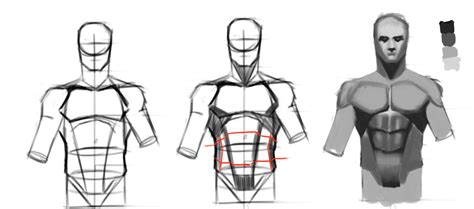 Torso study by Grieverjoe on DeviantArt