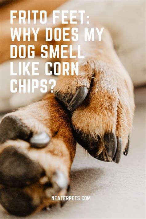 Frito Feet: Why Does My Dog Smell Like Corn Chips? Smelly Dog, Dog Odor ...