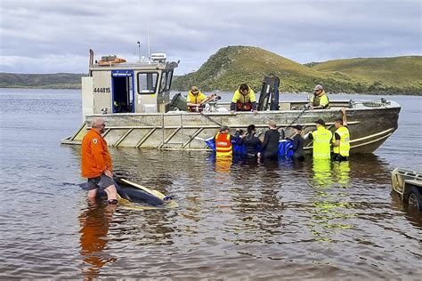 Gallery: Whale Rescue - Caixin Global