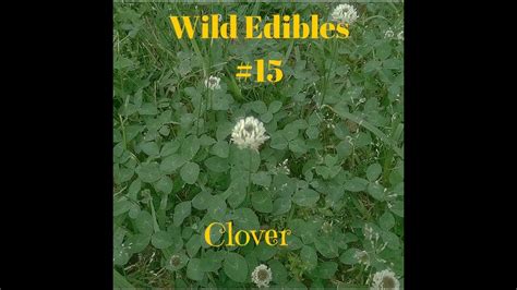 Wild Edibles #15 Clover (trifolium repens) in 2020 | Wild edibles ...