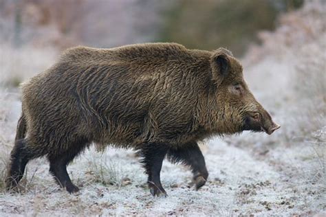 Russian Boar in wild | Russian Boar | Dangerous animals, Wild boar hunting, Wild boar