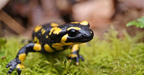 Are fire salamanders poisonous? Are fire salamanders resistant to fire?