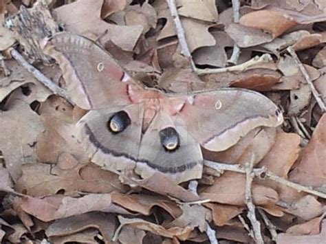 Camouflage - Polyphemus Moth by sesshys-jaded-samuri on DeviantArt