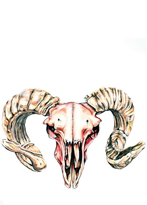 Ram Skull Drawing | Free download on ClipArtMag