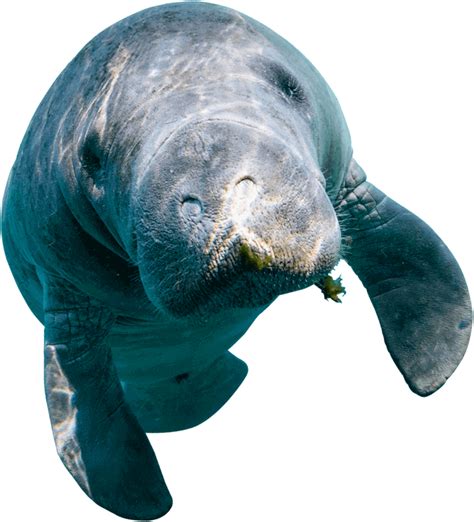 Swim with manatees in Crystal River—The Manatee Capital of the World | Manatee, Swimming with ...