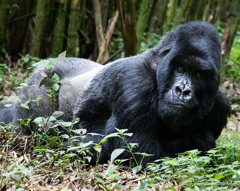 Combined Uganda - Rwanda Gorilla Safaris, Trek Mountain gorillas in ...