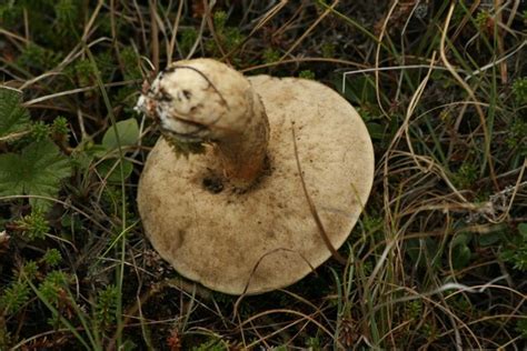 Alaska Tundra Mushroom - Mushroom Hunting and Identification - Shroomery Message Board