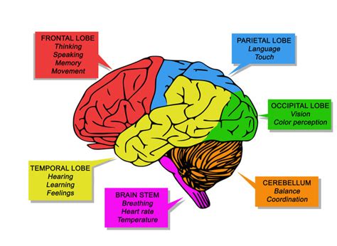 What Is The Function Of Your Forebrain? - Mindvalley Blog