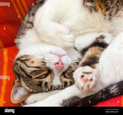 cute cat sleeping on a couch Stock Photo - Alamy