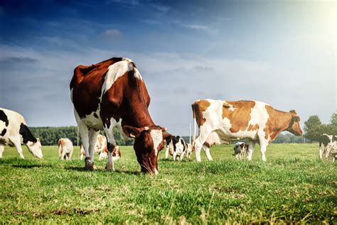 Grass Fed Vs Grain Fed Beef - Which is Best For Your Health?