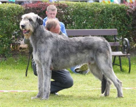 Irish Wolfhound Best Big Dog Breeds, Best Big Dogs, Huge Dogs, Greater ...