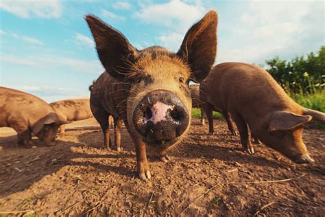 Pig In Mud Stock Photos, Pictures & Royalty-Free Images - iStock