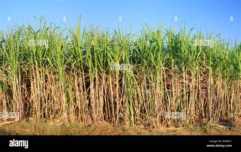 sugar cane plantation Stock Photo - Alamy