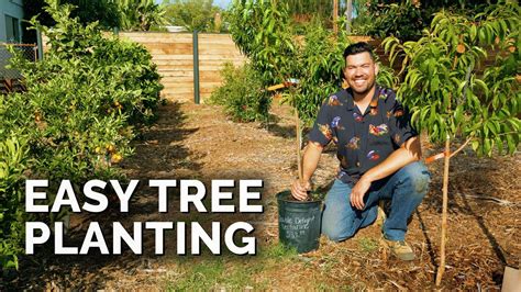 How to Plant Fruit Trees: The Complete Guide - YouTube