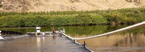 the 'salmon cannon' video sensation that shoots fish over a dam