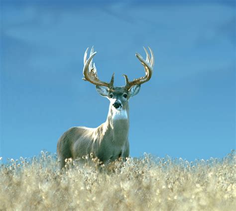 Trophy Deer Hunts - 74 Ranch Resort