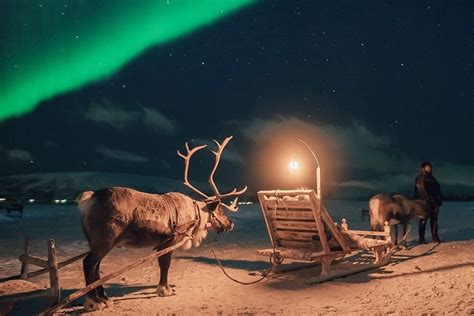 Tromsø Reindeer Sledding: 4.5-Hour Reindeer Night Sledding Experience ...