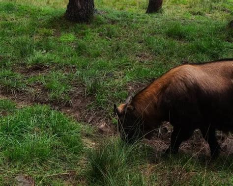 Bhutan takin - Facts, Diet, Habitat & Pictures on Animalia.bio