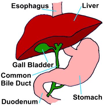 The Vomiting Cat – Consider Triaditis - Urban Animal Veterinary Hospital