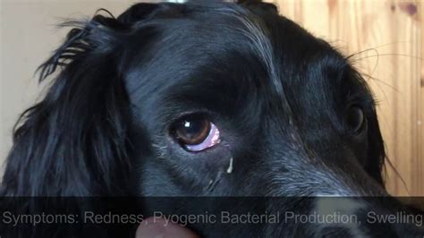 Is Neosporin Safe For Dogs Eyes - change comin