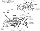 Cicada Printable