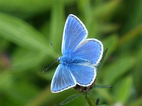 Rediscovering the Palos Verdes Blue Butterfly - TerraneaLife | Blue butterfly, Blue butterfly ...