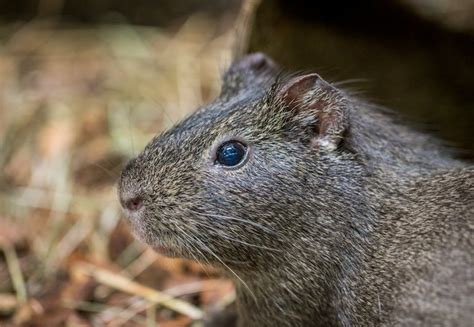 Brown and White Mice · Free Stock Photo