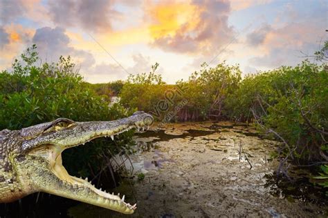 Photographing Mangrove Crocodiles In The Riviera Maya Lagoon Mexico Picture And HD Photos | Free ...