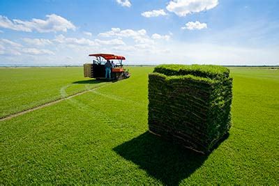 Sod Farming Techniques - DIY