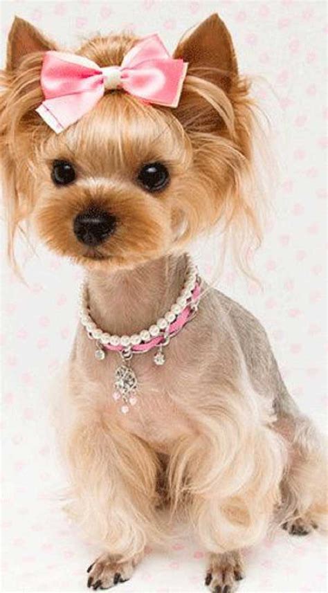 25 Best Yorkie Haircuts for Females – Home, Family, Style and Art Ideas