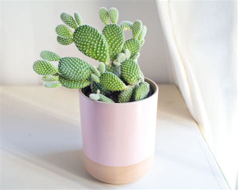 Cactus houseplants elicit many feelings from fear to fascination. Discover 8 easy-to-grow cactus ...