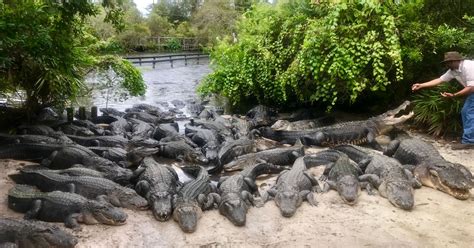 Gator Park Preps 2,000 Alligators For Irma, Promises None Will Escape ...