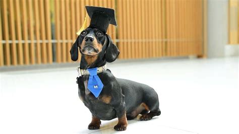 Dog Becomes UK's First University Therapy Sausage Dog - YouTube
