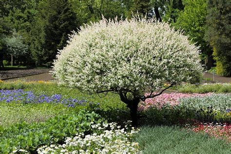 Salix integra ‘Hakuro-nishiki’ | Kiefer Nursery: Trees, Shrubs, Perennials