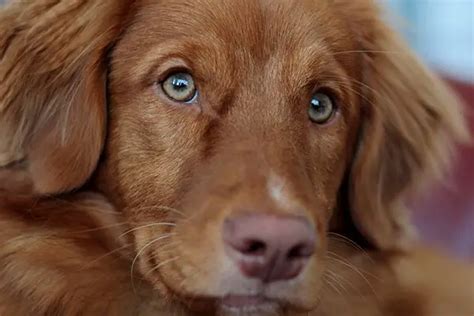 Dog breed, Nova Scotia Duck Tolling Retriever - Furry Friends Gear