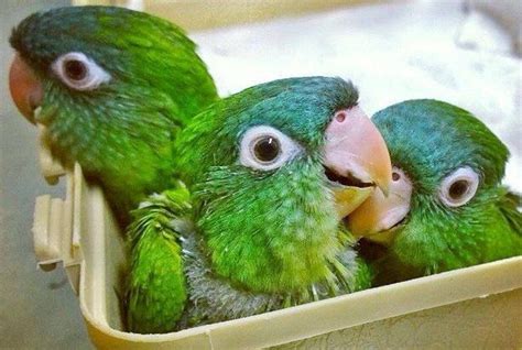 blue crown conure - Google Search | Conure, Blue crown, Conure parrots