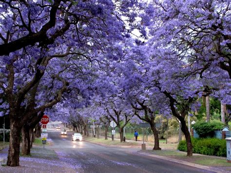 jacaranda-tree_8 – La Tejana Trees