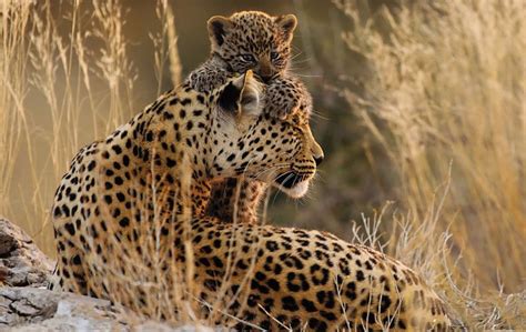 Top South African Wildlife Photographers of 2017 | Outdoorphoto Blog