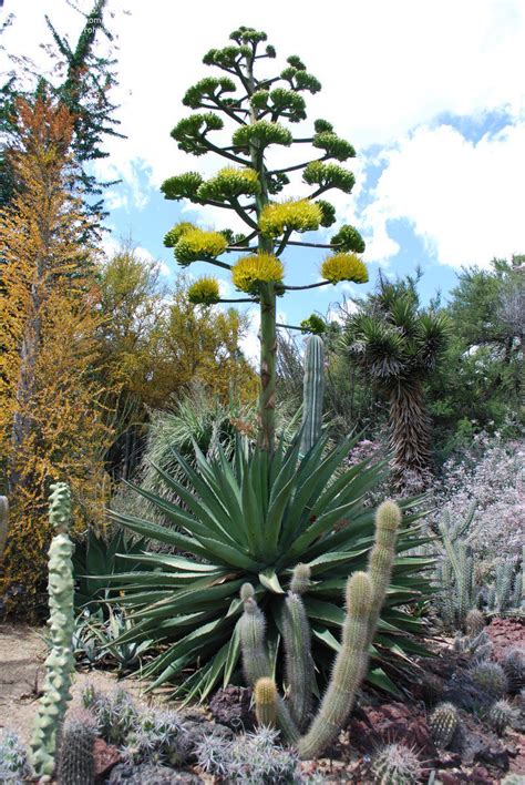 PlantFiles Pictures: Agave Species, Calmalli Agave, Century Plant, Maguey (Agave avellanidens ...