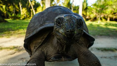 Alphonse Island :: Giant Tortoises of the Seychelles