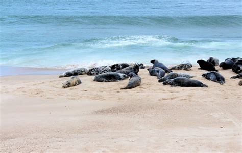 11 Facts About Sable Island That Might Surprise You – Discover Halifax