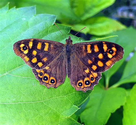 Speckled wood | A speckled wood butterfly on ampelopsis leav… | Flickr