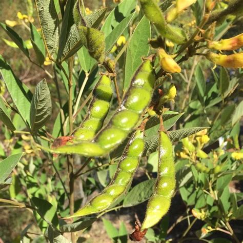 Pigeon Pea. An excellent legume which we use as a nurse plant for young ...