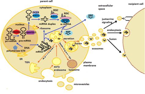 Mechanisms of RNA loading into exosomes | Exosome RNA