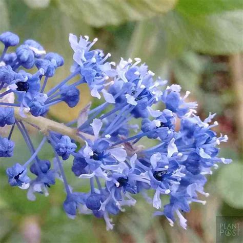 California Lilac Is Vibrant in All Forms: Groundcover, Shrubs, and Trees | Dengarden