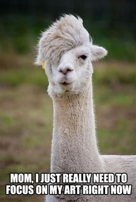 Emo Llama | Bones funny, Funny animal memes, Funny animal pictures