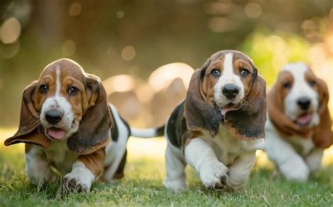 Basset Hound Puppies Behavior and Characteristics in Different Months Until One Year - Growth Chart